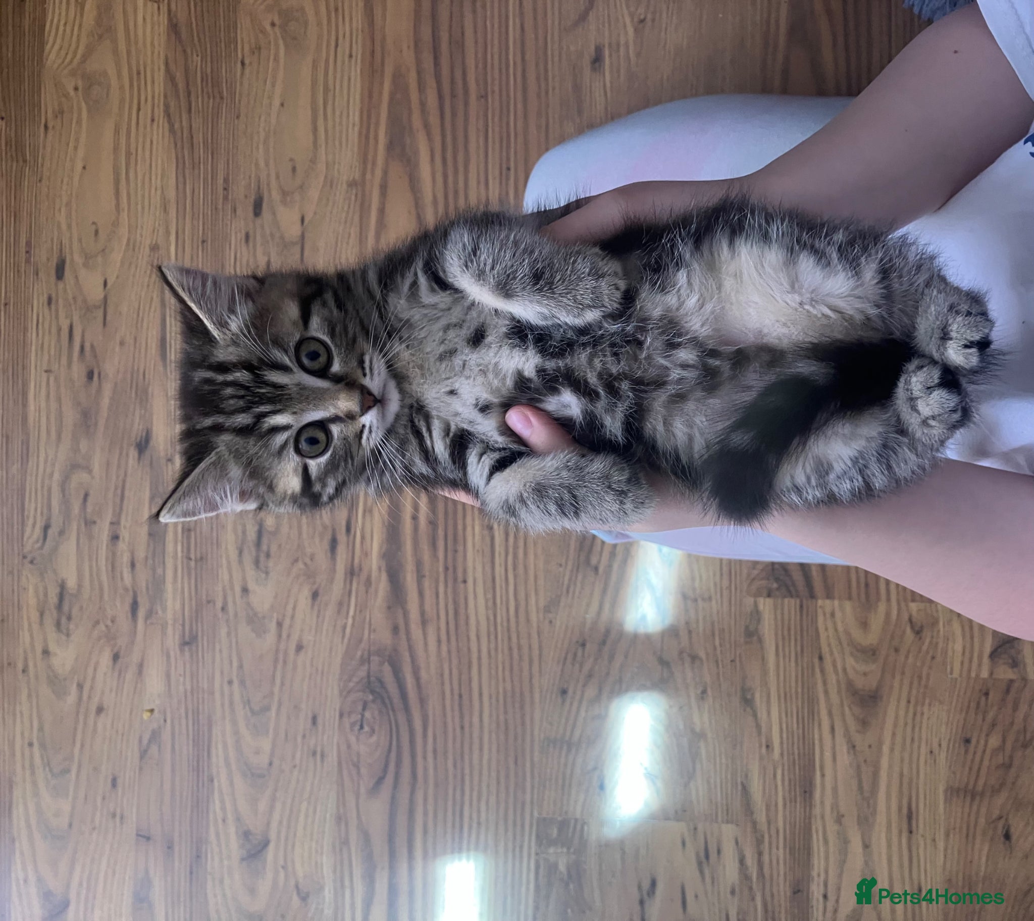 Scottish Fold cats Scottish straight 2 boys 1 girl  - Advert 4