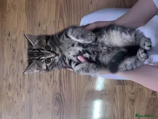 Scottish Fold cats Scottish straight 2 boys 1 girl - Advert 4