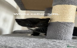 British Shorthair cats for sale: British shorthair black/2point - Image 3