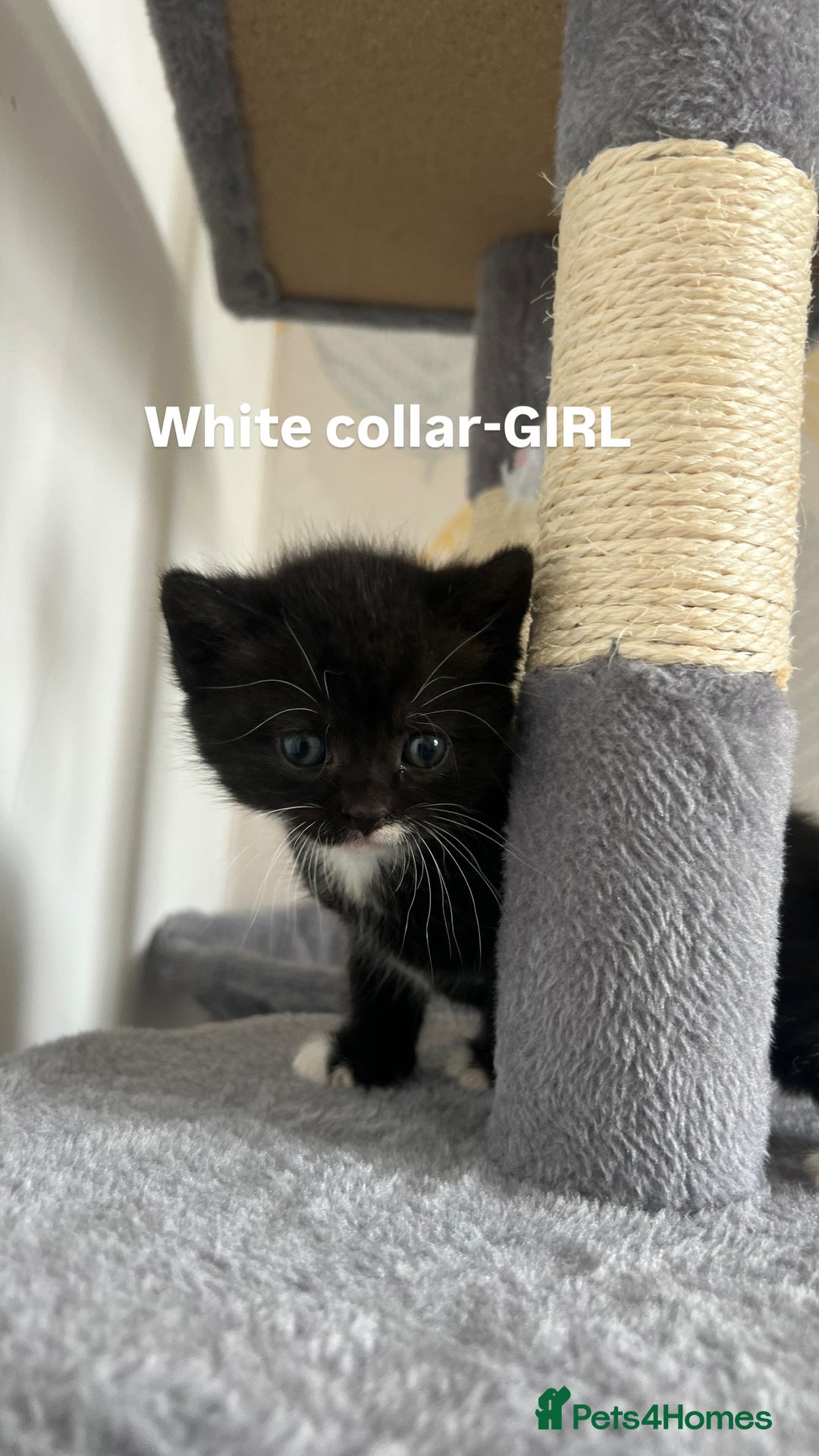 British Shorthair cats for sale: British shorthair black/2point - Image 3