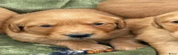 Golden Retriever dogs for sale: DARK RED KC REG GOLDEN PUPPIES HEALTH TESTED CLEAR - Advert 7