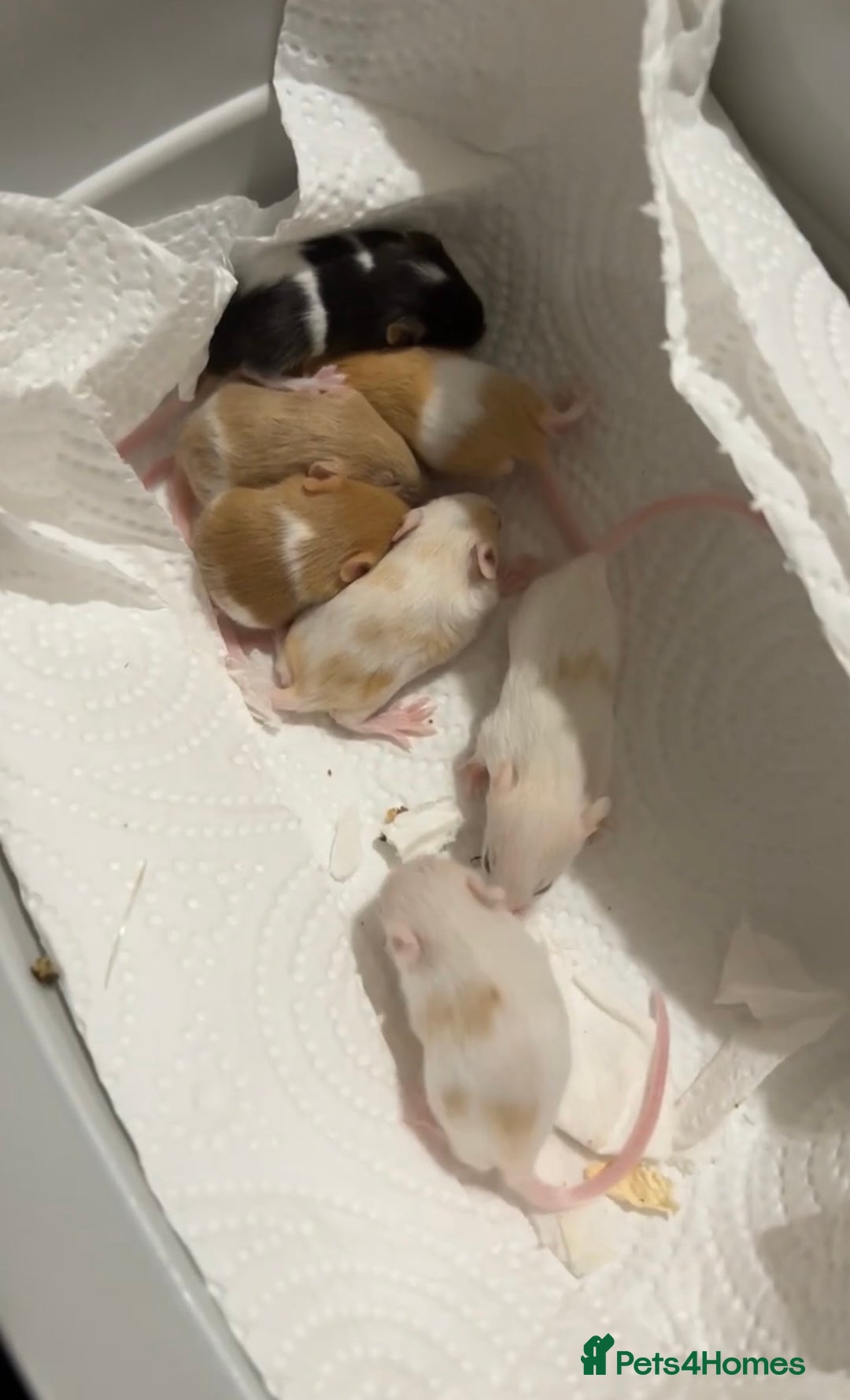 Mouse rodents for sale: Baby mice - more due  - Advert 5