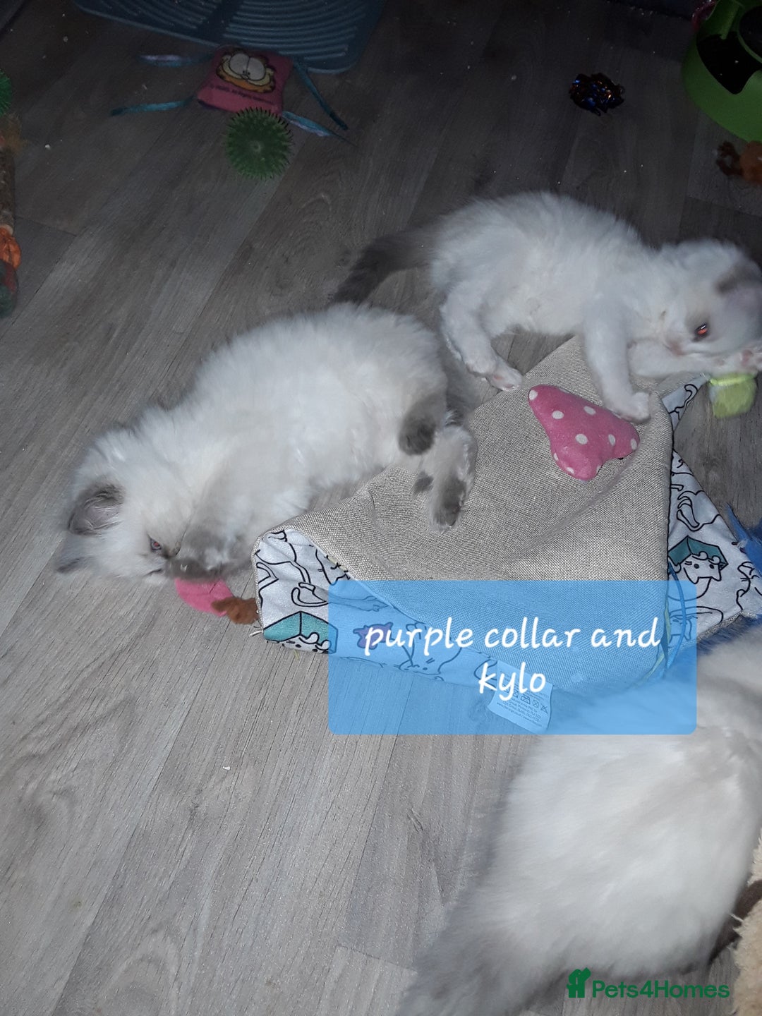 Ragdoll cats for sale: Stunning ragdolls - Advert 10