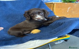 Cocker Spaniel dogs for sale: Cocker spaniel puppies Ready now, 3 girls left - Image 4
