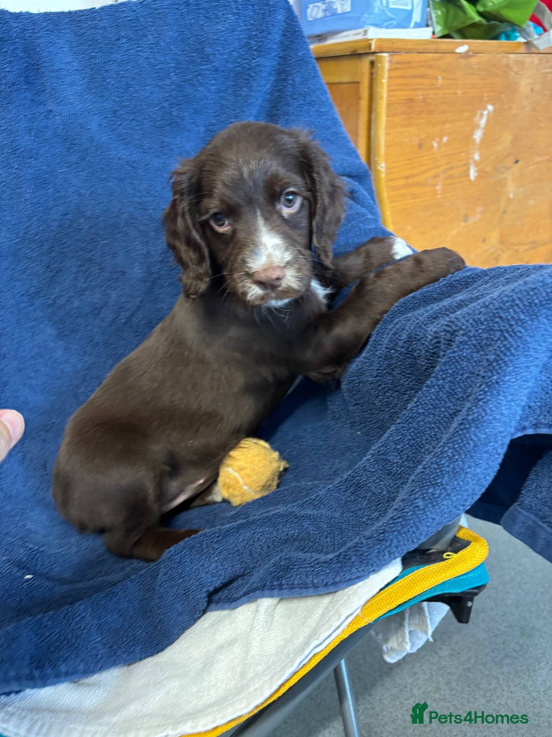 Cocker Spaniel dogs for sale: Cocker spaniel puppies Ready now, 3 girls left - Image 4