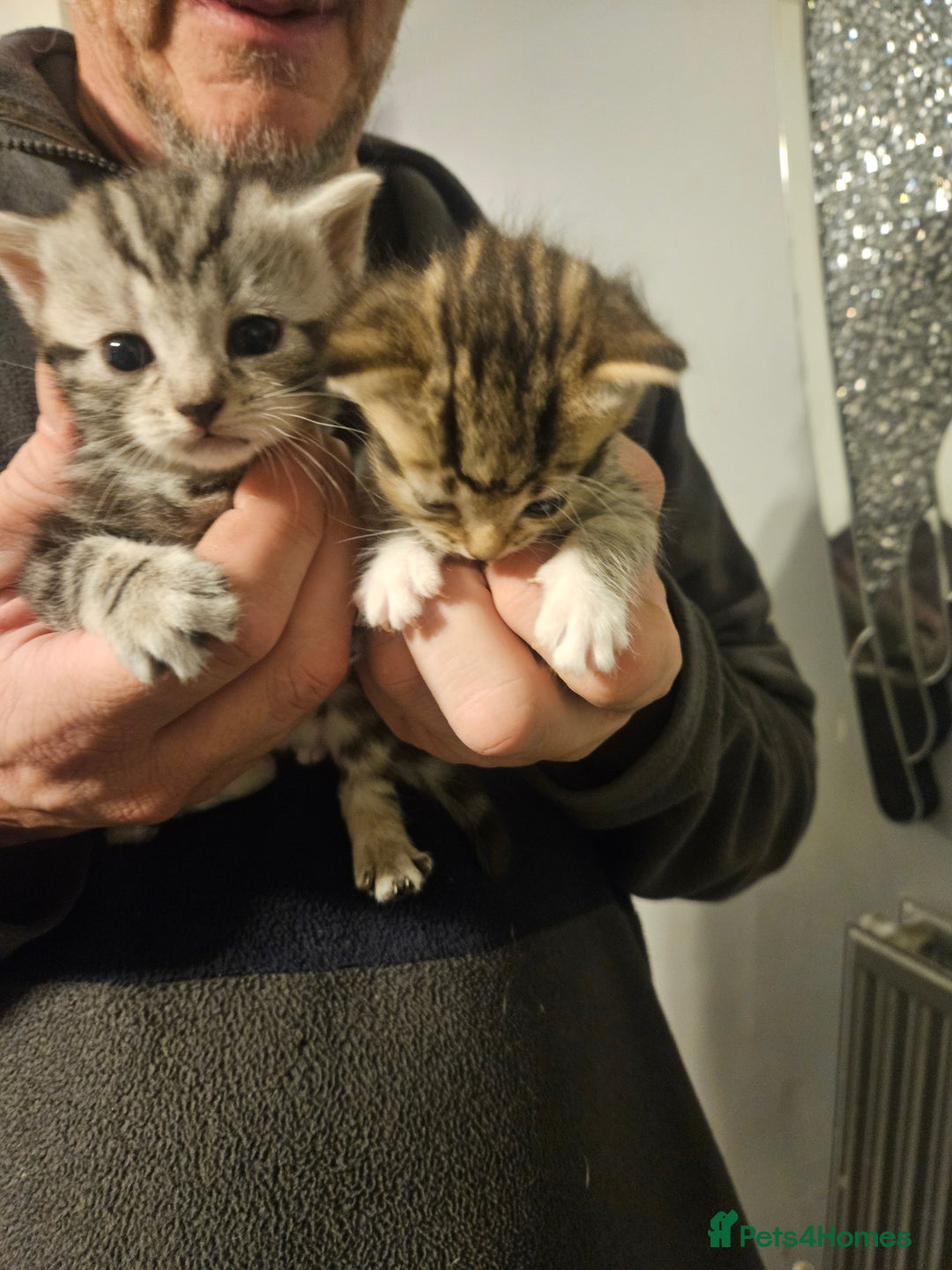 British Shorthair cats for sale: Kittens for sale - Image 7