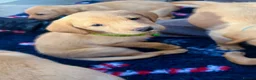 Labrador Retriever dogs for sale: Final 3 boys available 🐾 Pedigree KC Reg labs❤️ - Advert 4