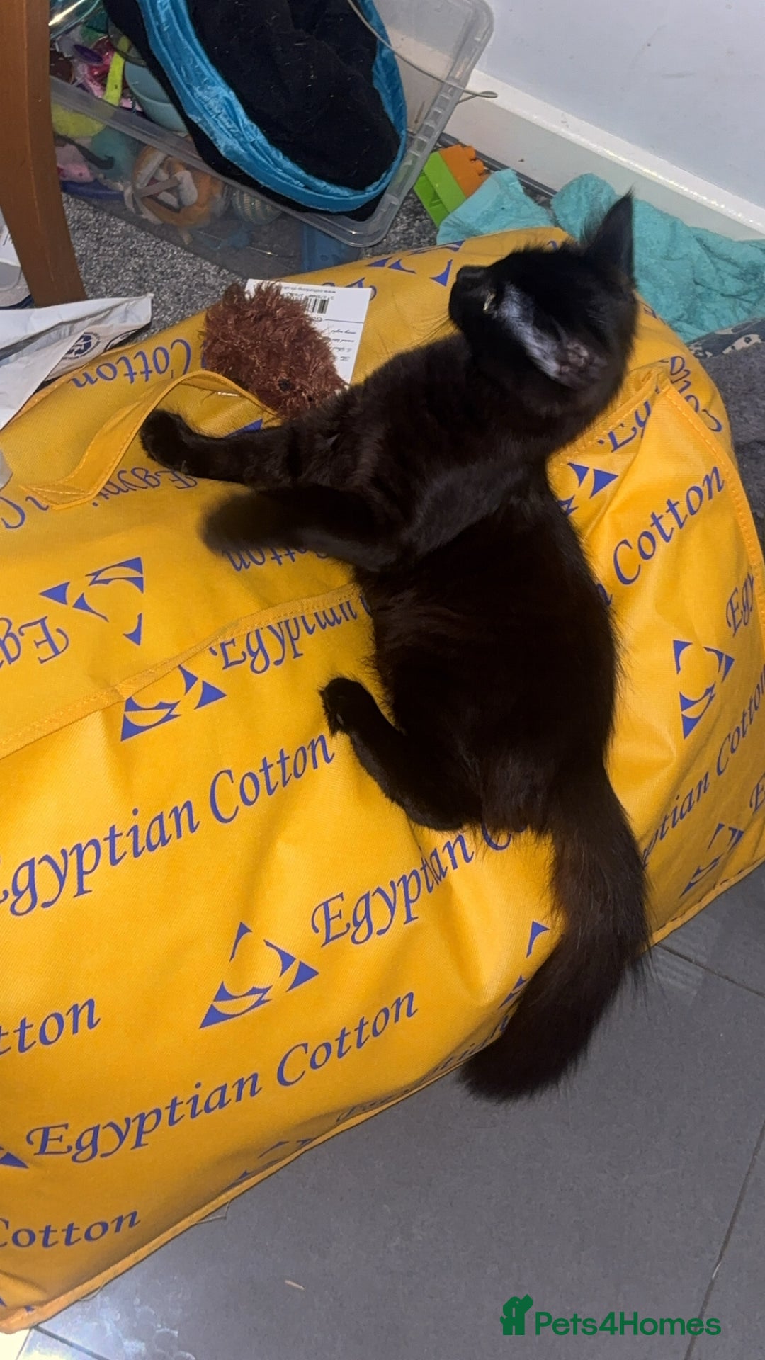 British Longhair cats for sale: Older Kitten - Image 3
