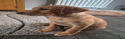 Labrador Retriever dogs for sale: Last 2 KC Registered Black Labradors – Ready Now - Advert 18