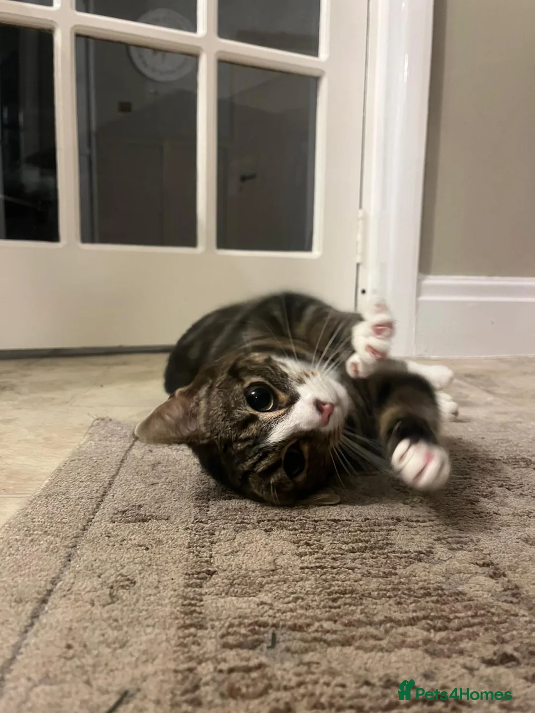 Mixed Breed cats for sale: Marty and Mable - Advert 3