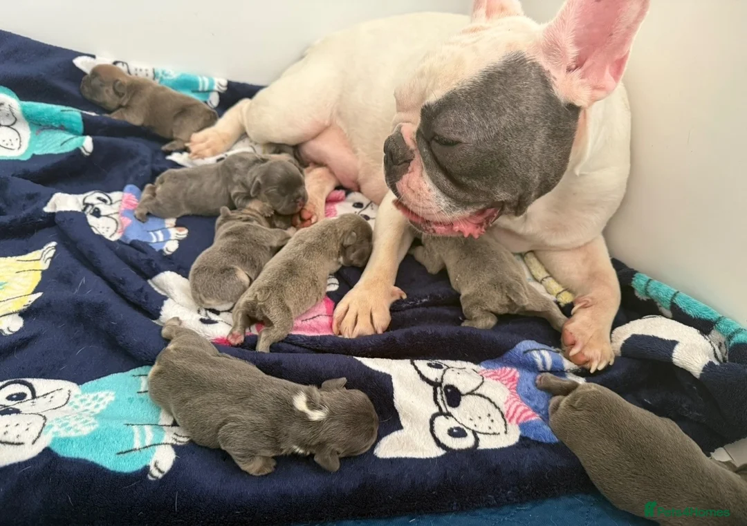French Bulldog dogs for sale: KC Registered EXCELLENT BLOODLINE HEALTH TESTED - Advert 1