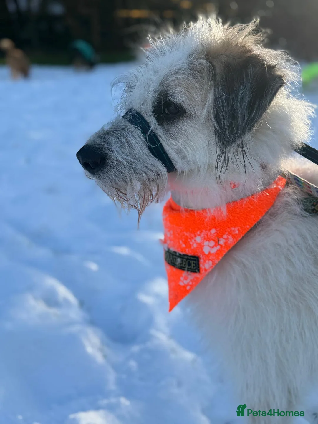 Mixed Breed dogs for adoption: KALLIE-17months, loves dogs/playful/active/rural - Advert 18