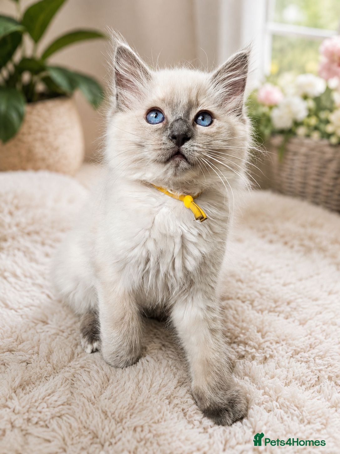 Ragdoll cats Raggymascot Ragdolls - Advert 2