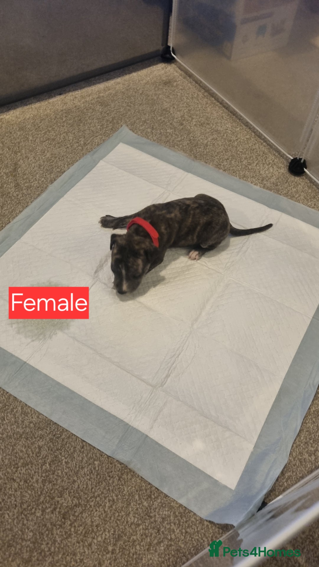 Mixed Breed dogs for sale: Staffy x Whippet puppies - Image 13