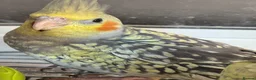 Cockatiels birds for sale: Baby cockatiels ready to leave now  - Advert 5