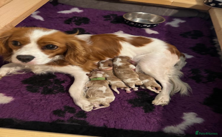 Cavalier King Charles Spaniel dogs - Advert 13