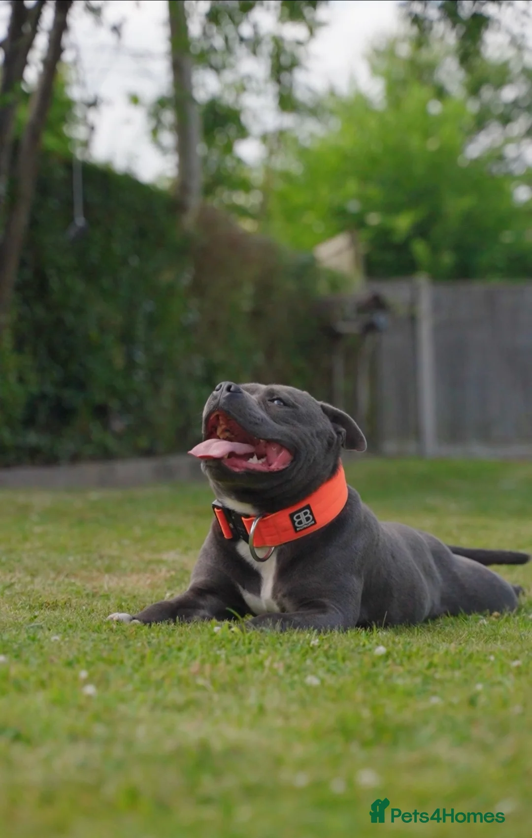 Staffordshire Bull Terrier dogs for stud: NARCOS! THE U.K’s FINEST STAFFY AVAILABLE NOW! in Nottingham - Advert 15