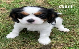 Cavalier King Charles Spaniel dogs for sale: Cavalier king Charls spaniel - Image 4