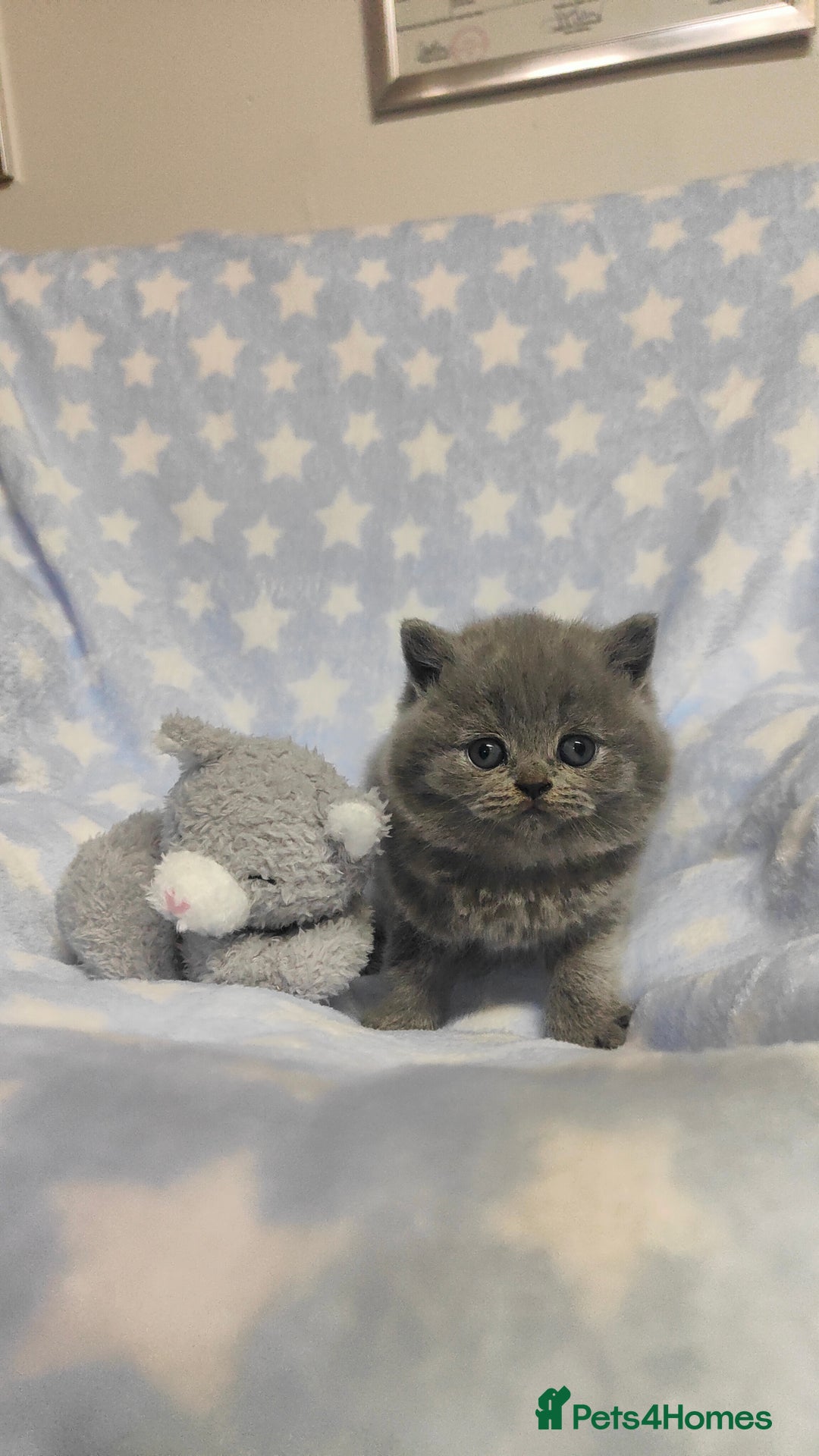 British Shorthair cats for sale: GCCF Registered Chunky British Shorthair Kittens  - Advert 11