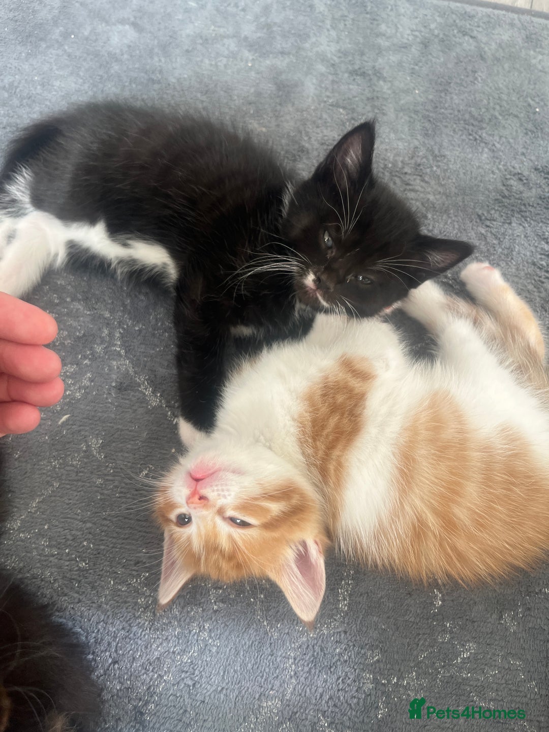 Mixed Breed cats for sale: 3 beautiful little boys  - Image 9