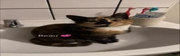 Mixed Breed cats for sale: Mixed breed kittens - Advert 2