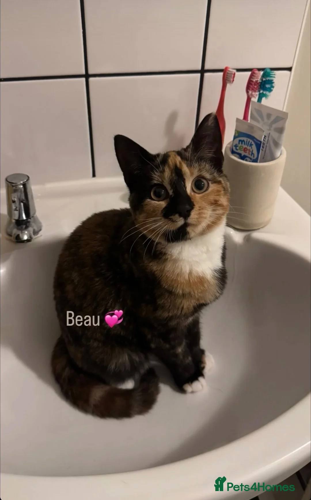 Mixed Breed cats for sale: Mixed breed kittens - Advert 2