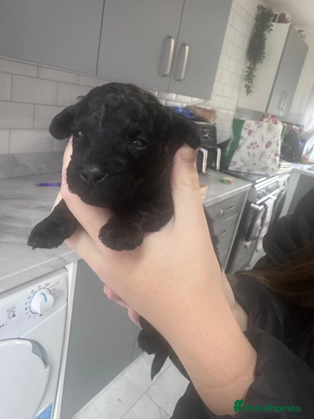 Yorkiepoo dogs for sale: 7 beautiful yorkiepoo babys  - Advert 33