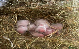 Rex rabbits for sale: 10X Mini lop x Rex babies Nova & Fendi 🧡🤍 - Image 11
