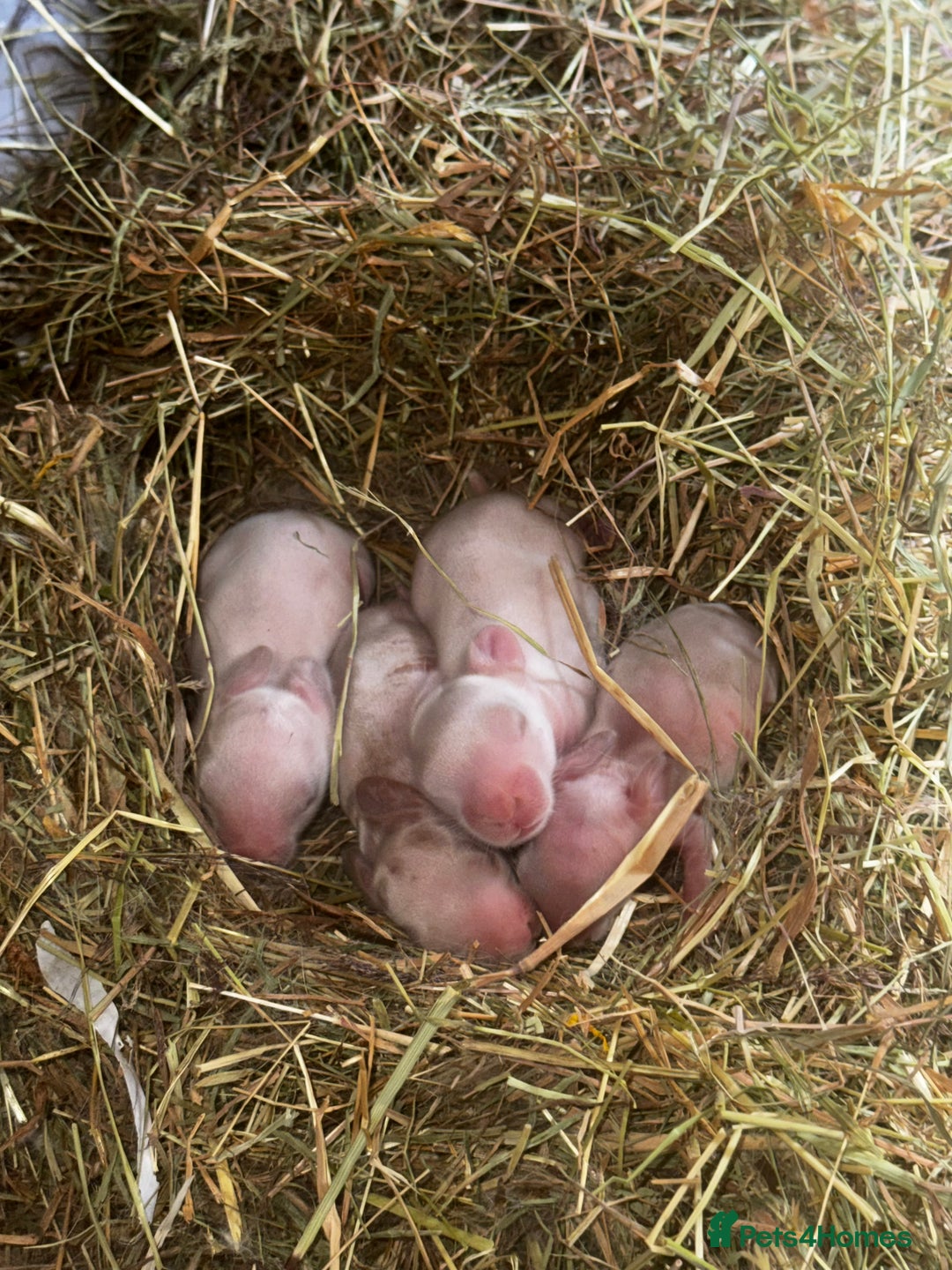 Rex rabbits for sale: 10X Mini lop x Rex babies Nova & Fendi 🧡🤍 - Image 11