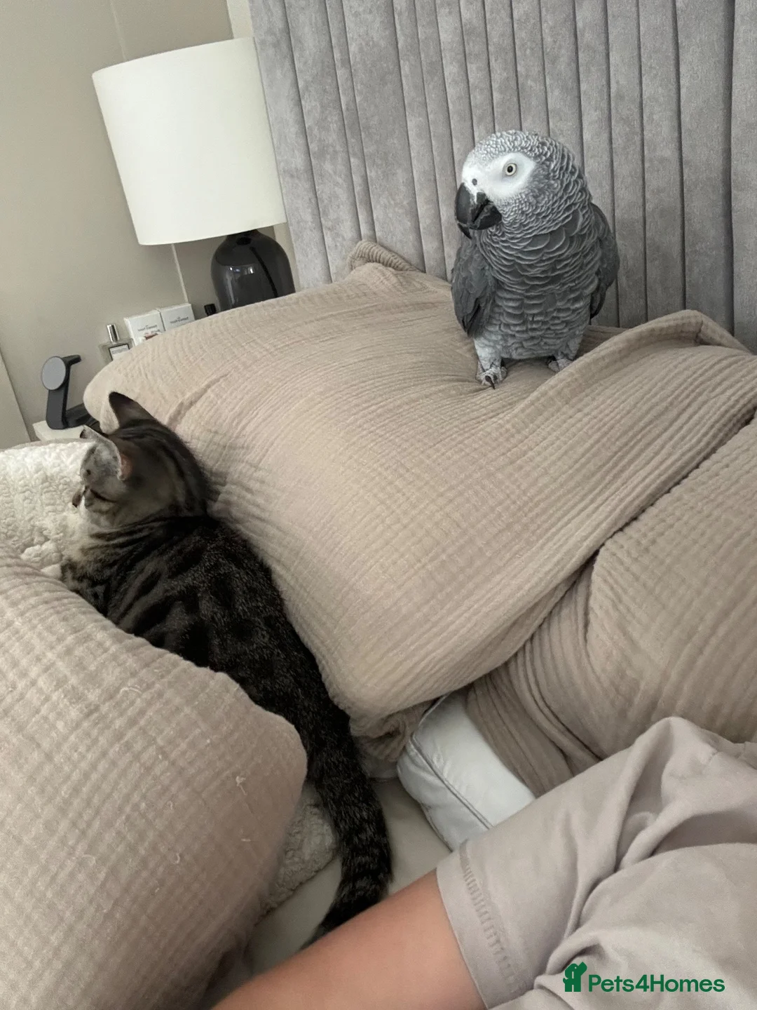 Parrots birds for sale: African Grey  - Advert 2
