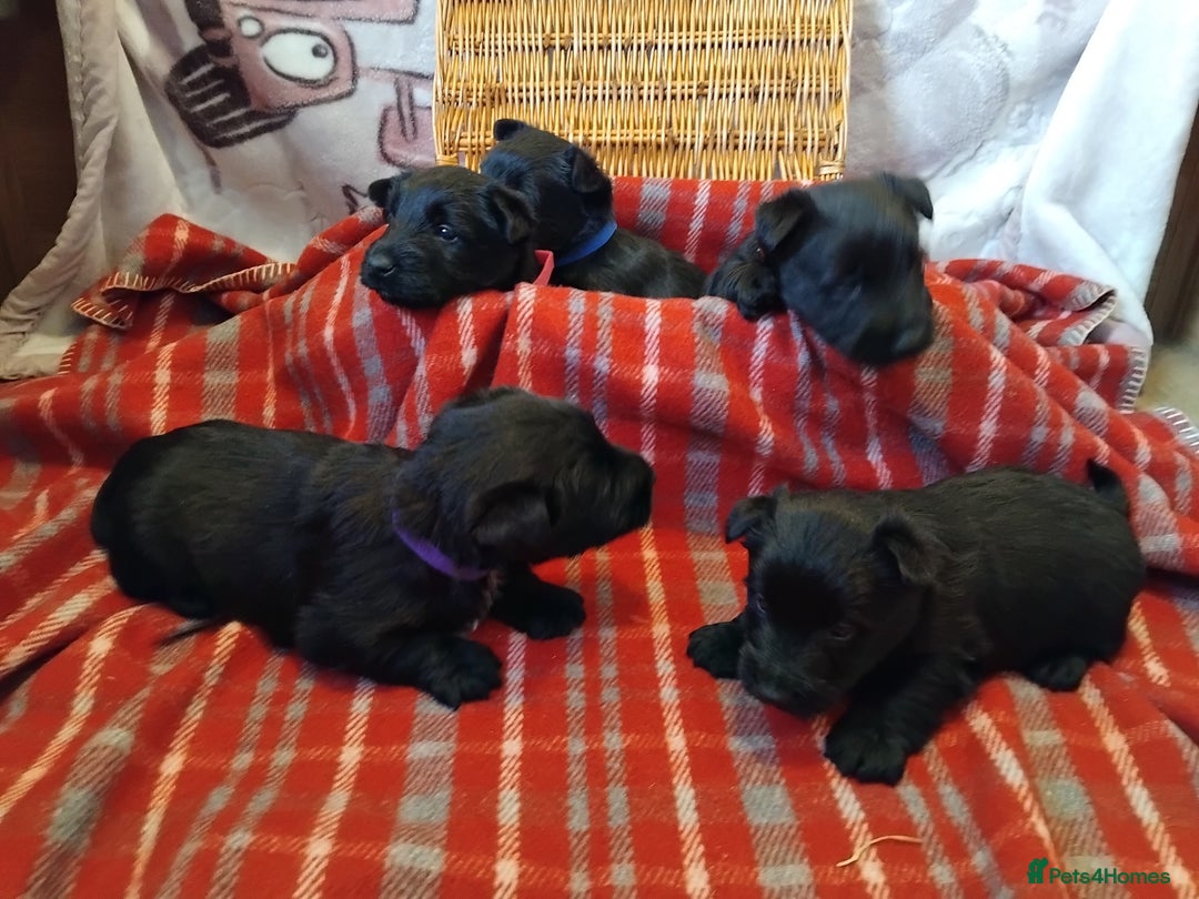 Scottish Terrier dogs for sale: Scottie terrier puppies - Advert 5