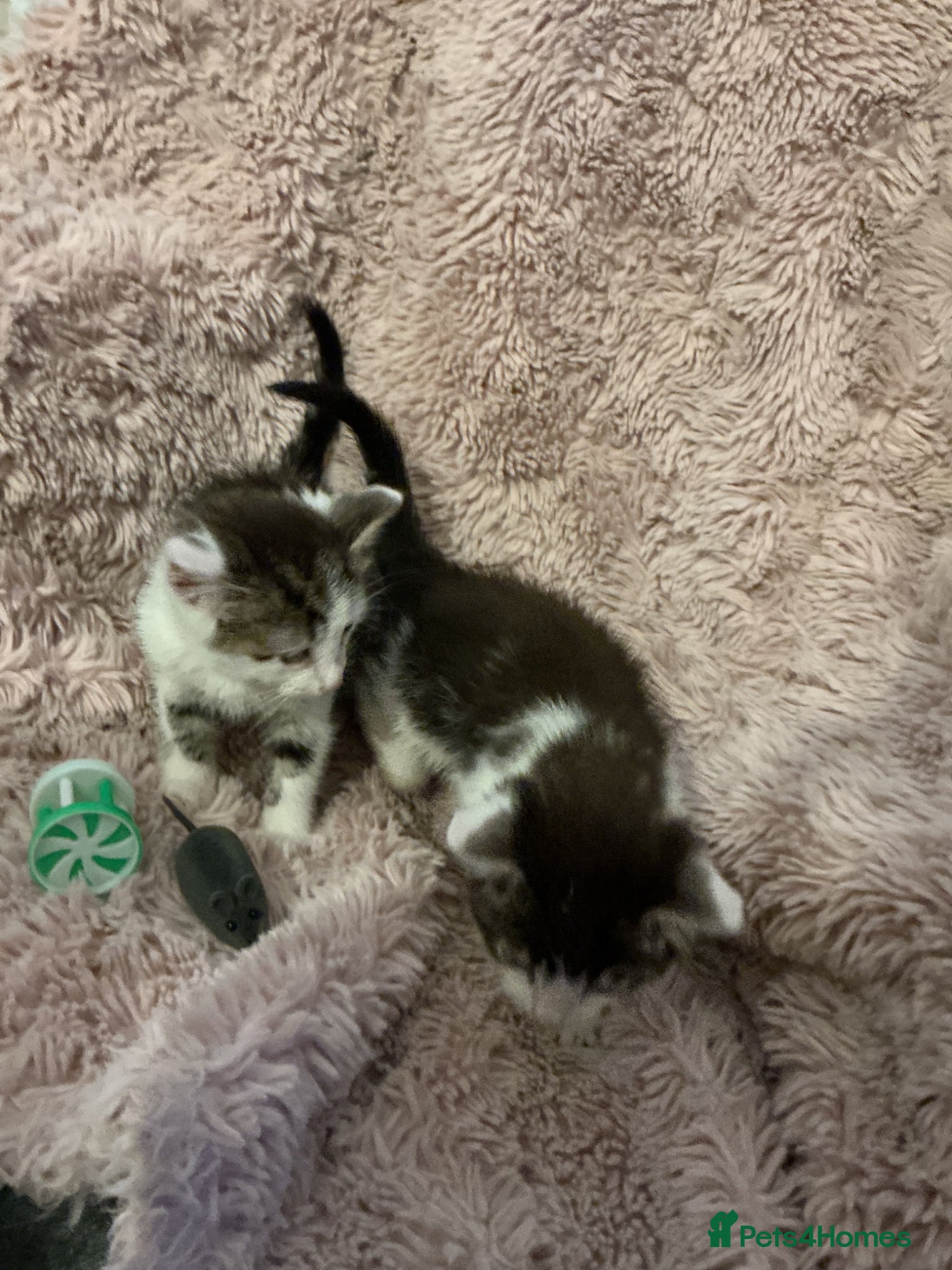 Bengal cats for sale: Beautiful kittens ready for 5* homes - Advert 13
