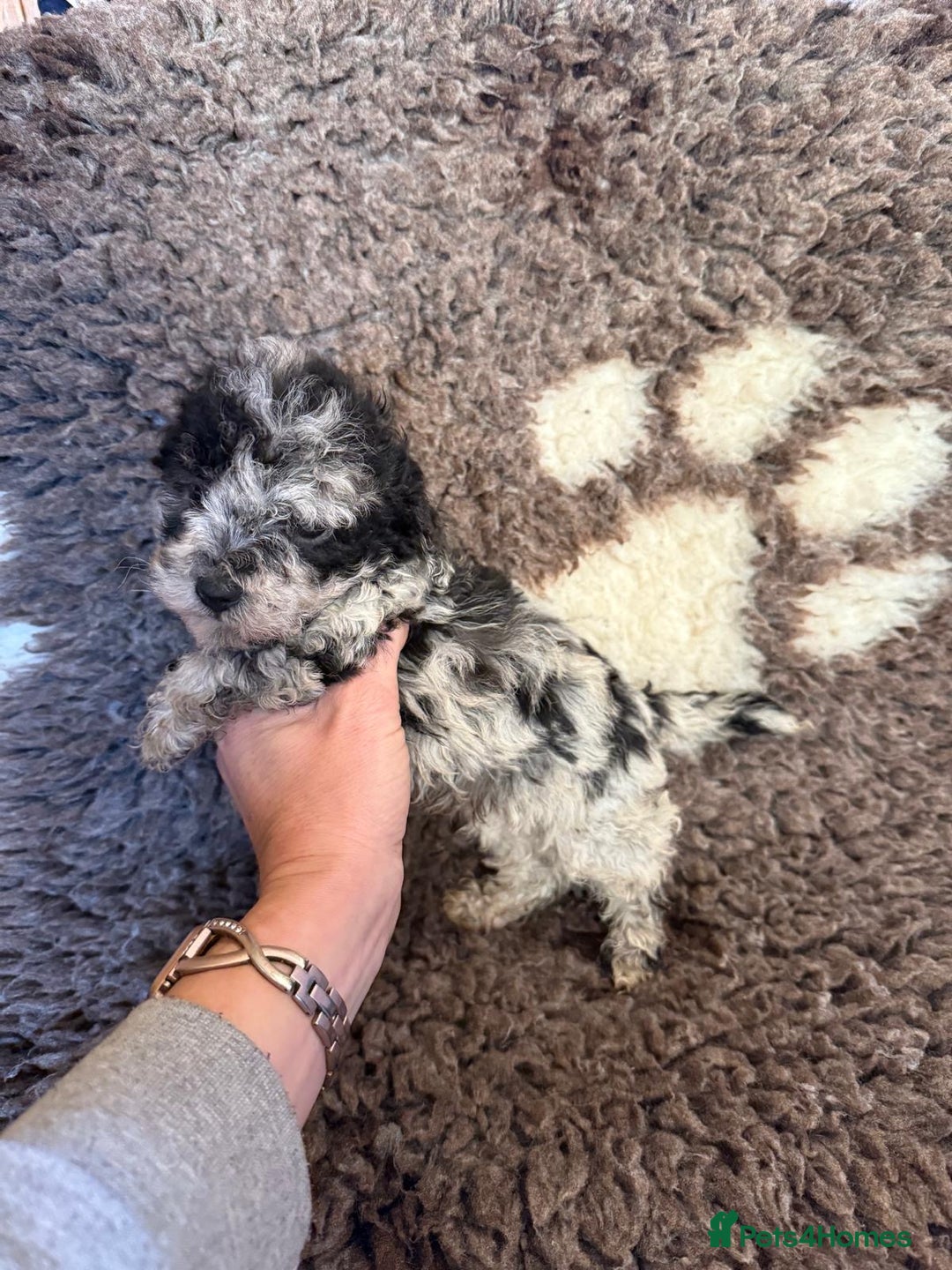 Toy Poodle dogs for sale: Exquisite Toy Poodle pups - Health tested parents - Advert 26