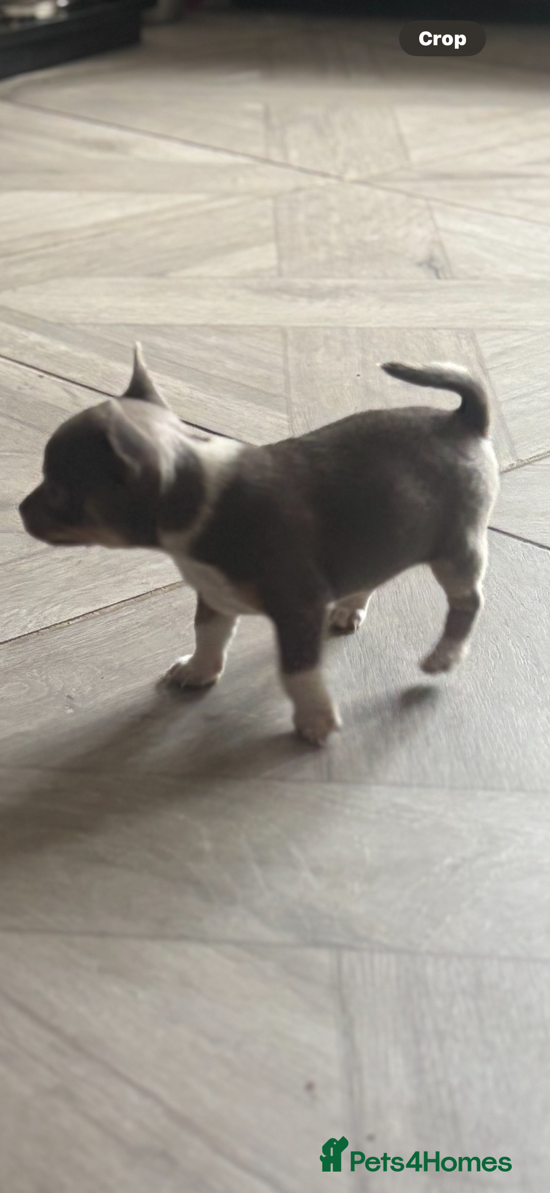 Chihuahua dogs for sale: Ready now ***Lilac girls - Image 22