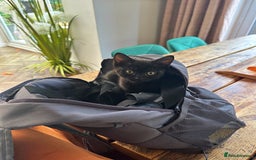 British Shorthair cats for sale: BSH x Sphynx - Image 2