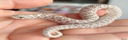 Snake reptiles for sale: Various Western Hognoses - Advert 1