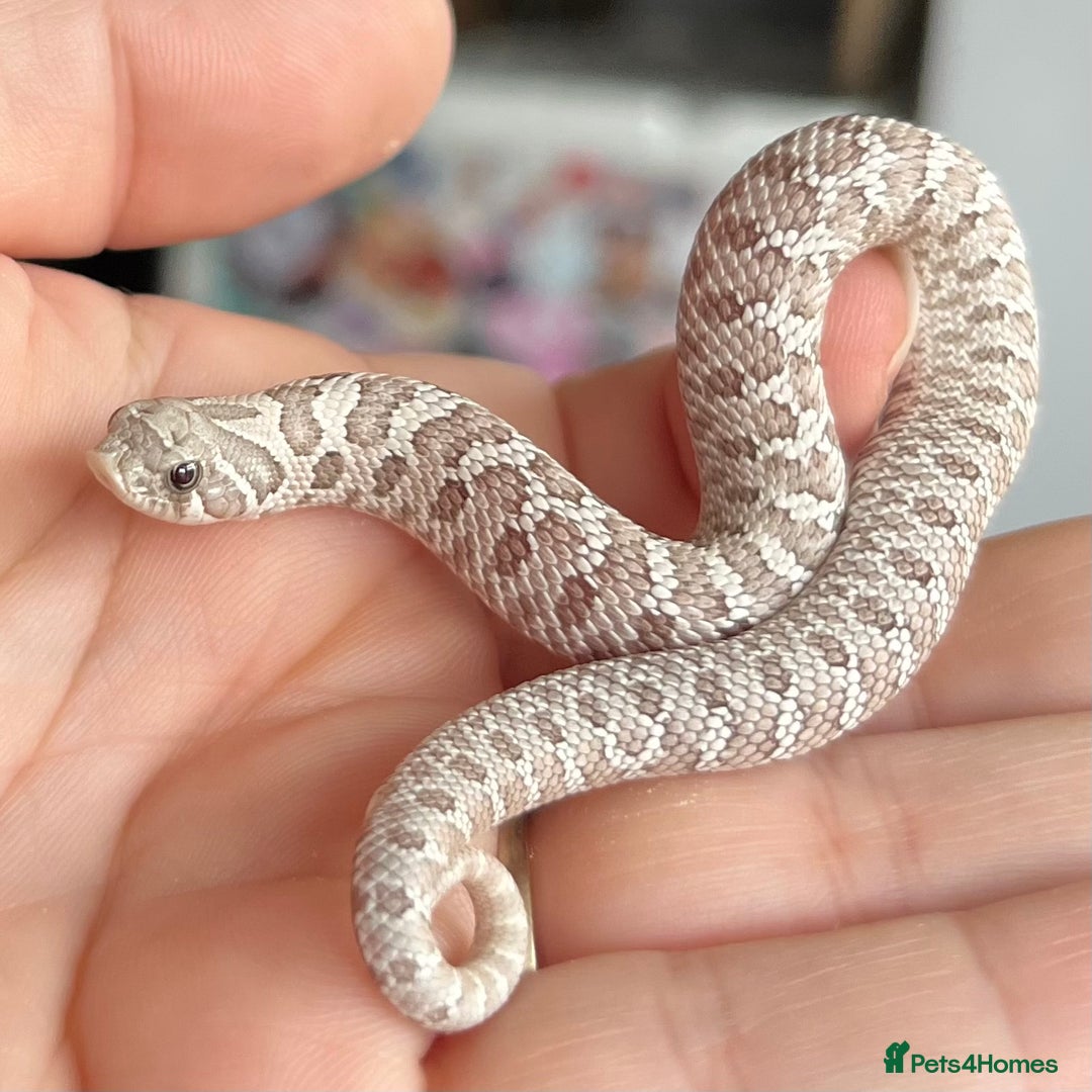 Snake reptiles for sale: Various Western Hognoses - Advert 1