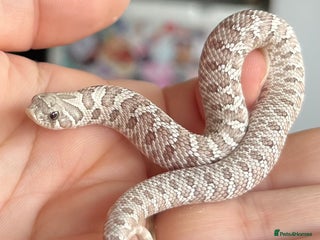 Snake reptiles Various Western Hognoses - Advert 3