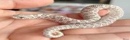 Snake reptiles for sale: Various Western Hognoses - Advert 2