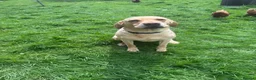 Labrador Retriever dogs for stud: Proven at stud - Advert 4