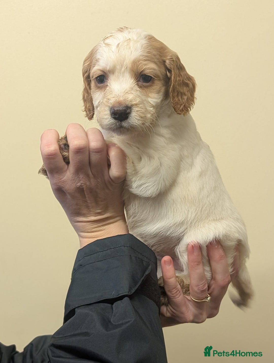 Cocker Spaniel dogs for sale: Cocker spaniel puppies  - Advert 6