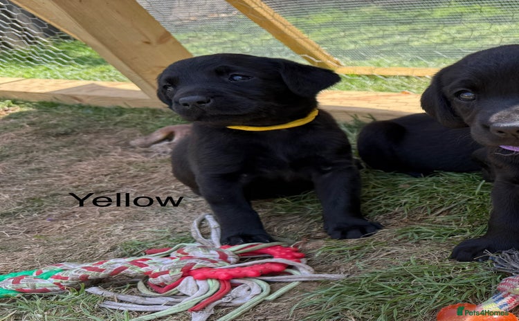 Labrador Retriever dogs - Advert 6