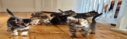 Mixed Breed cats for sale: Seven Tabbies from our Lucky Black Cat - Advert 10