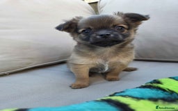 Pomchi dogs for sale: 4 Beautiful 8 week old pomchi puppies  - Image 6