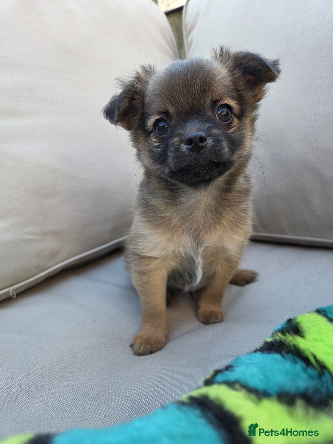 Pomchi dogs for sale: 4 Beautiful 8 week old pomchi puppies  - Image 6