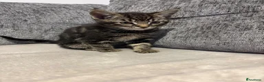 Mixed Breed Kitten 2
