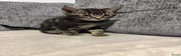 Mixed Breed cats for sale: Kittens - Advert 3