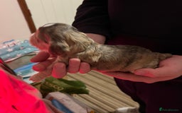 Cockapoo dogs for sale: F1b Cockerpoo puppies. - Image 9