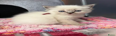 Ragdoll 4