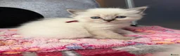 Ragdoll cats for sale: Beautiful Ragdoll Kittens Looking for Forever Home - Advert 3
